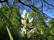 Sui monti sopra casa bei fiori primaverili-26magg23